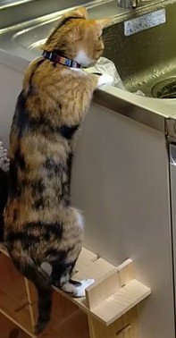 台の上からシンクをのぞき込む猫