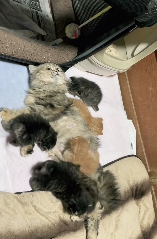 お母さん猫と6匹の子猫