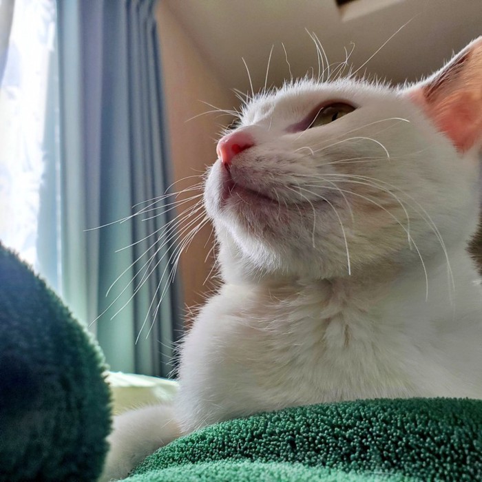 下から見た上を向く猫の顔
