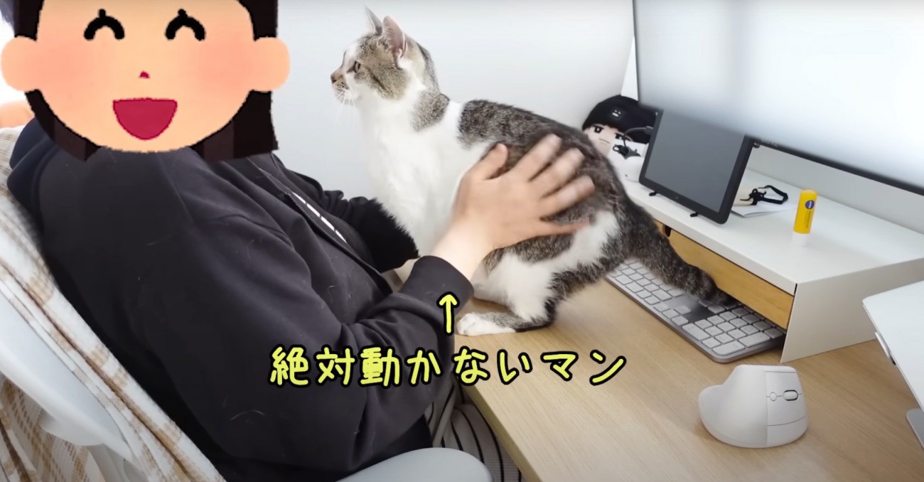 机の上で撫でられる猫