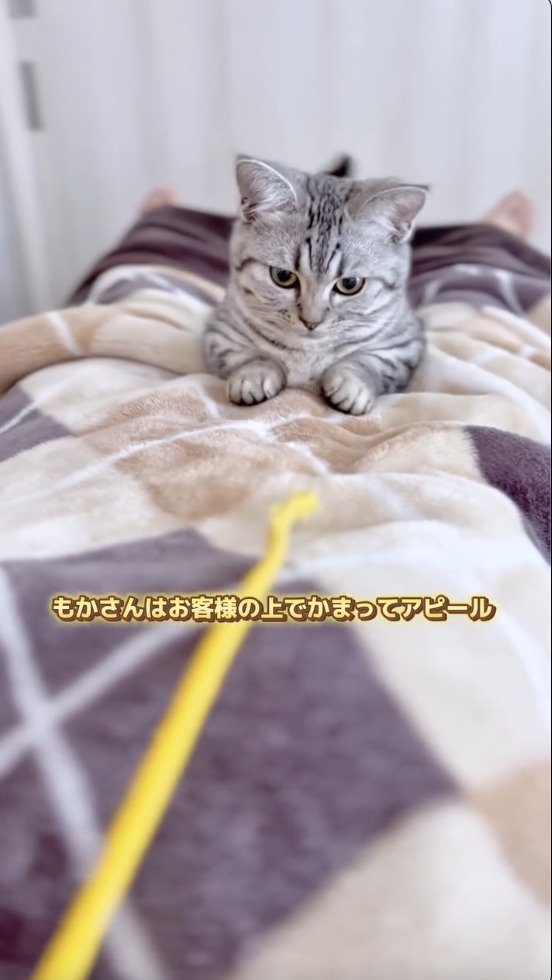 お客さんの上でかまって欲しそうな猫