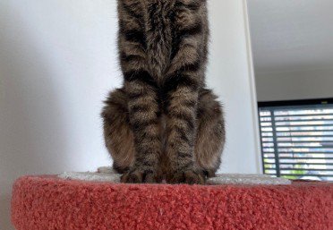 お座りしている猫の下半身