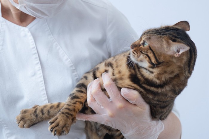 獣医師に抱かさってイカ耳になる猫