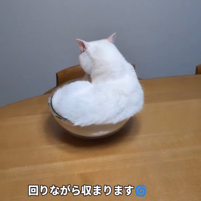 ボウルの中に座る猫の後ろ姿
