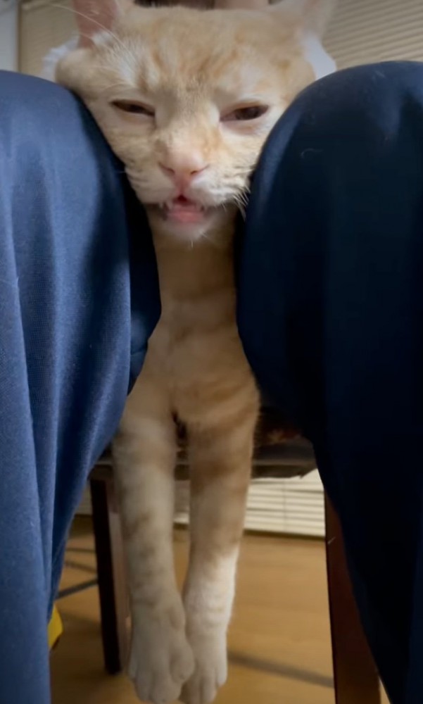 目を細める猫