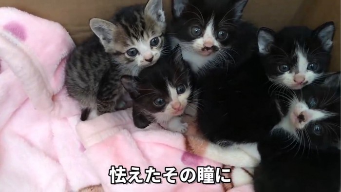 見上げる5匹の子猫