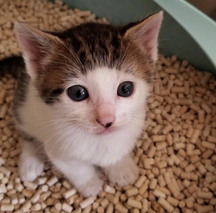 子猫の頃のセロイくん