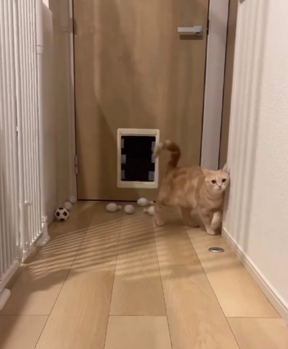 ピンからゆっくり離れる猫