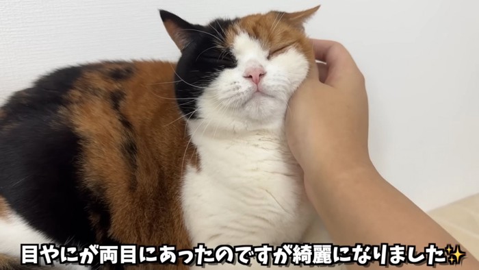 キャットタワーの上のぺこ美ちゃん
