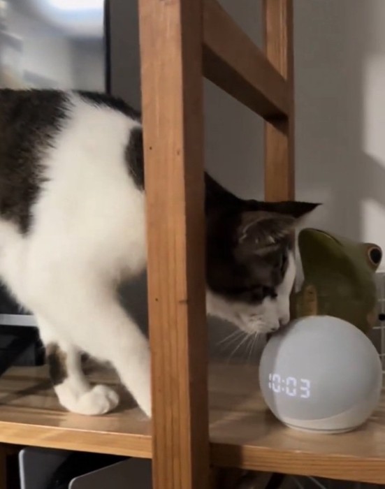 音声アシスタントを凝視するノアくん