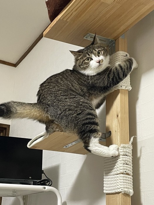 キャットタワーにしがみつくキジ白猫