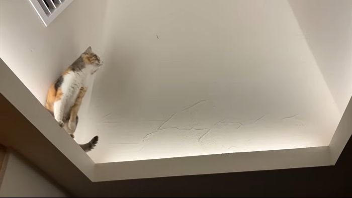 虫を捕まえたいモモちゃん