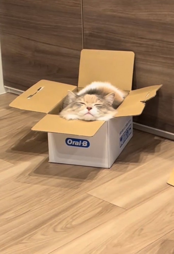 ダンボールに入る猫
