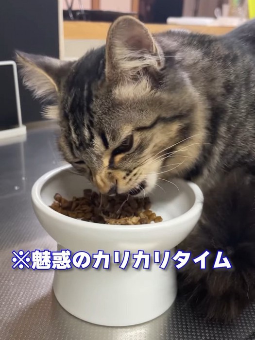 ごはんを食べる子猫
