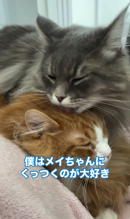 茶白猫の毛づくろいをしているグレー猫