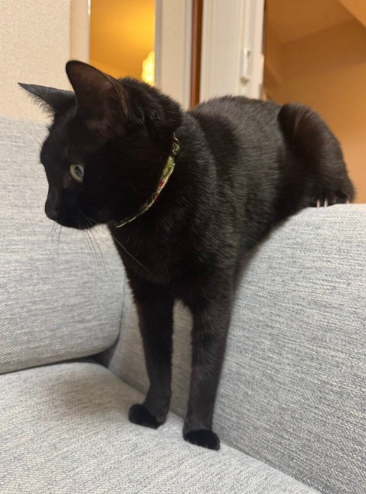 ソファにまたがる猫