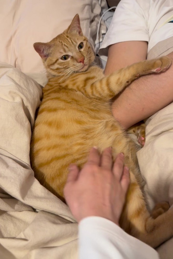 猫をなでようとする女性の手