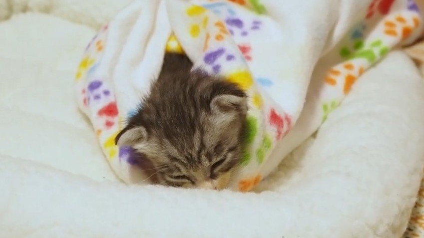 眠った姿