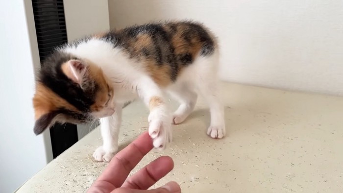 保護主さんと握手