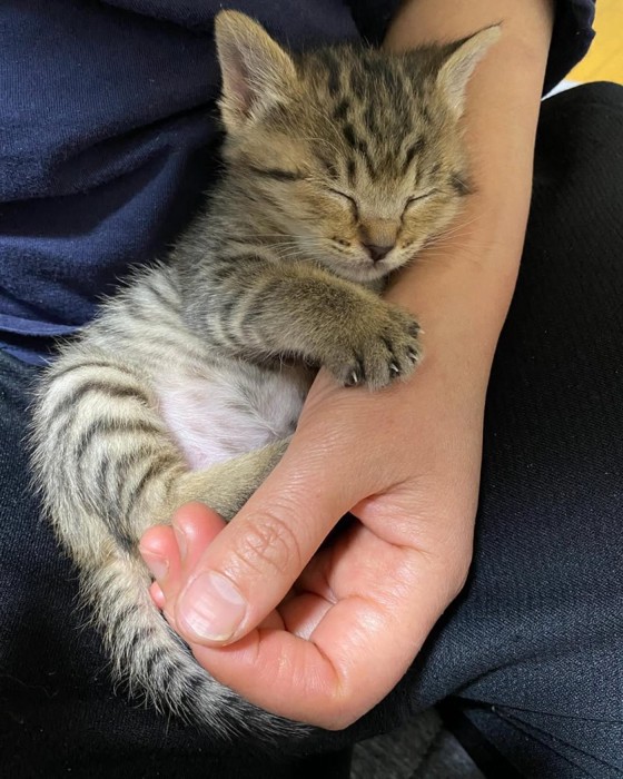 寝ている子猫