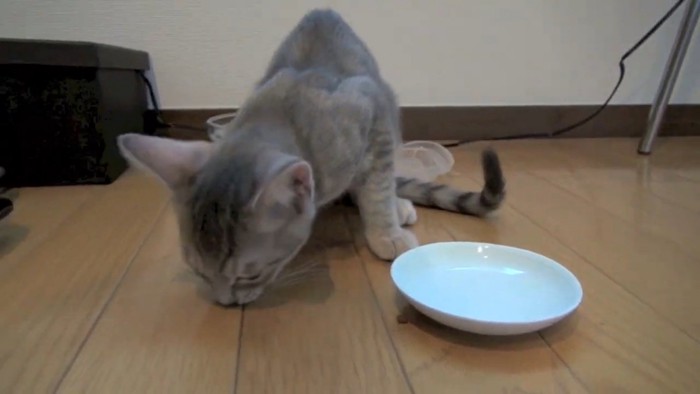 床に落ちたフードを食べる子猫