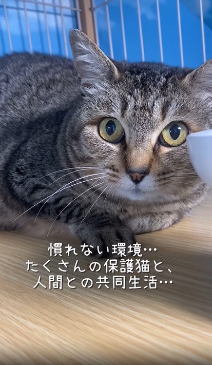 様子をうかがう猫