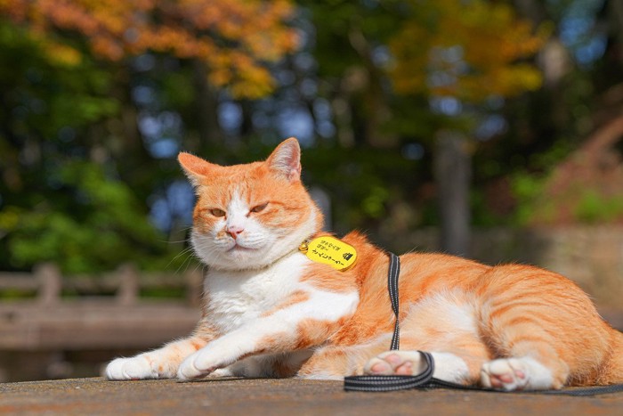 身元が書かれたタグをつけた猫