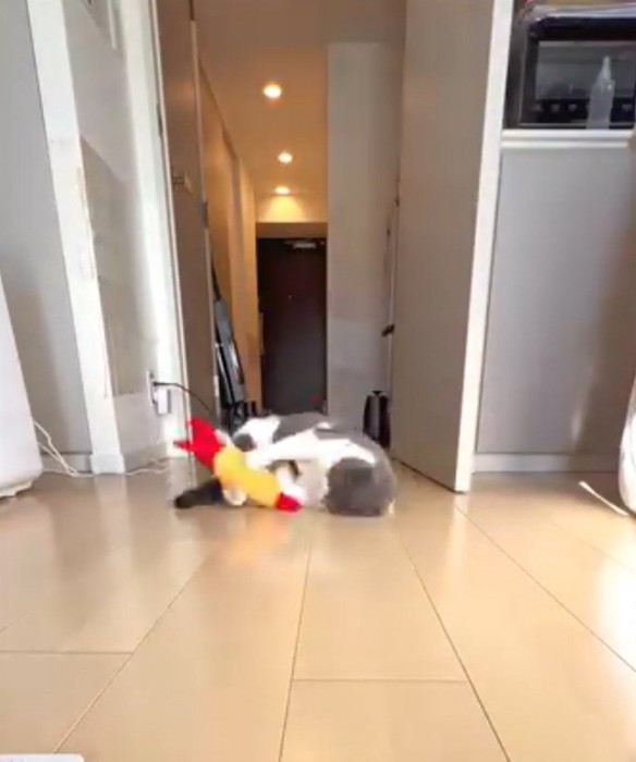 近くにあったぬいぐるみを前足で捕まえる猫