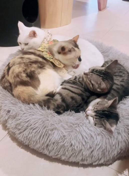 仲良く集まって毛繕いする猫