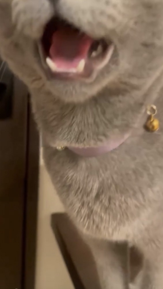 猫の口のドアップ写真