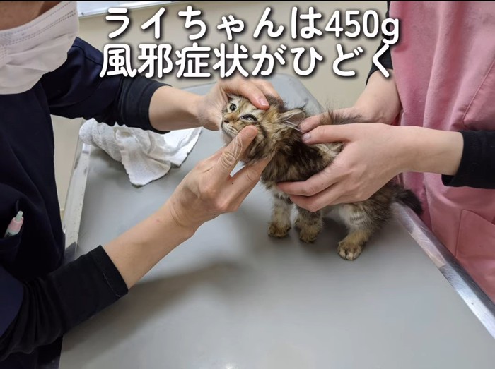 診察される子猫