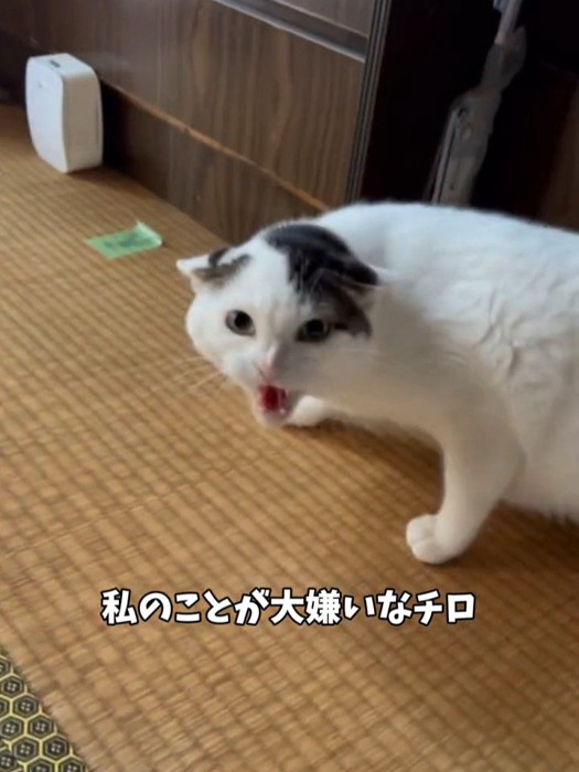 威嚇する猫