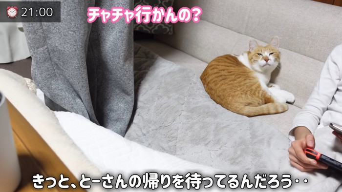 ソファーにいる猫