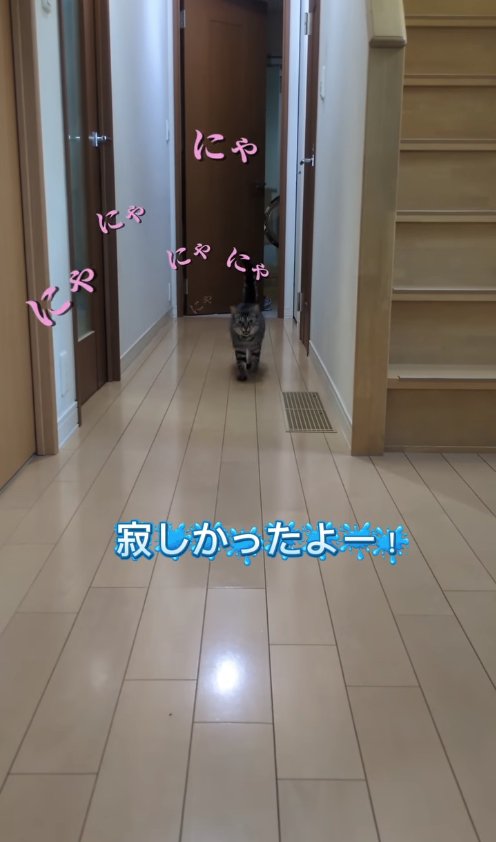 カメラに向かって歩いてくる猫（やや遠く）
