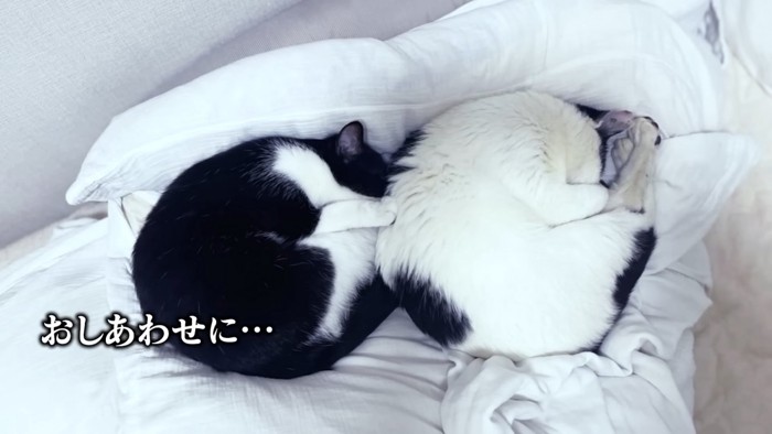丸くなって寝る2匹の猫