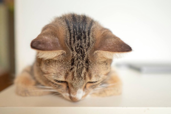 うつむく猫