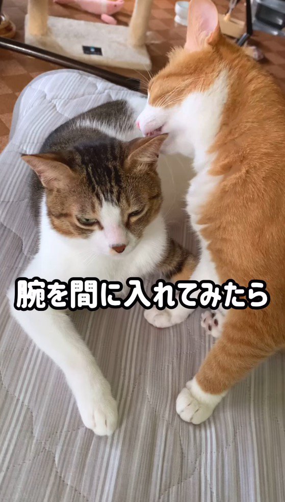 キジ白猫に毛繕いをする茶白猫