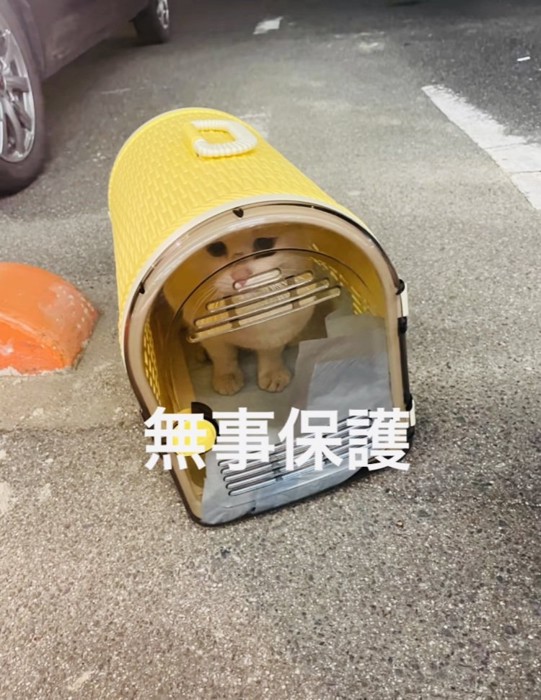 猫用キャリーに保護された白猫