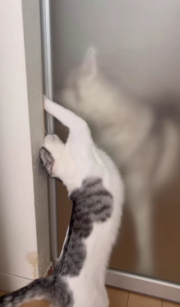 ハスキーを迎える猫