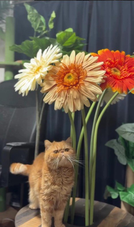 ガーベラと猫