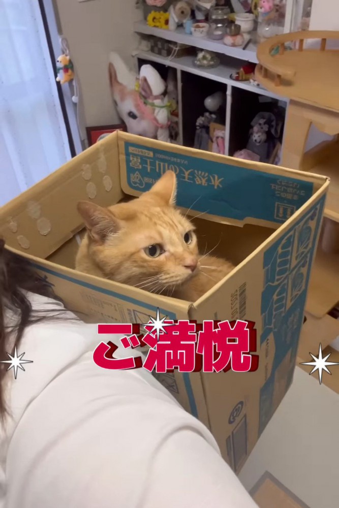 箱の中で満足そうな猫