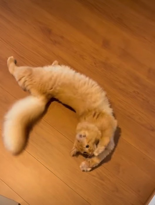 三日月姿勢になる猫