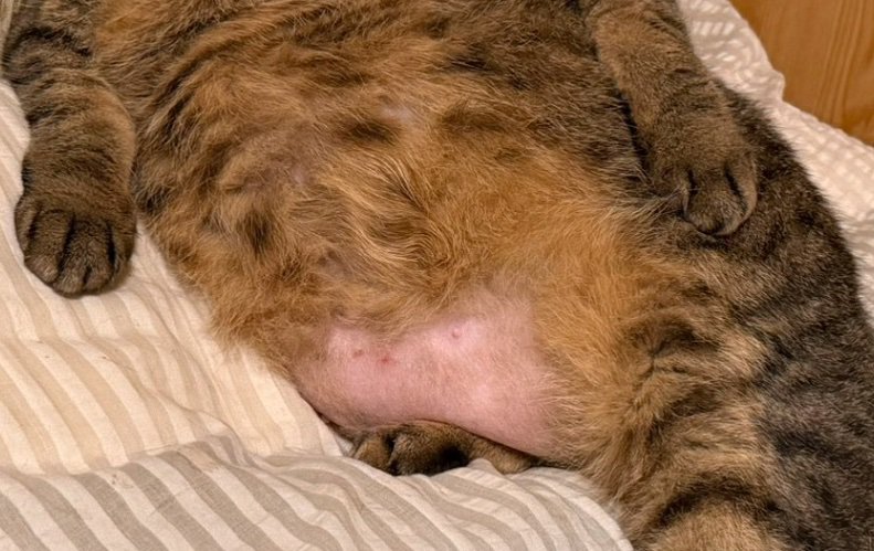 猫のお腹