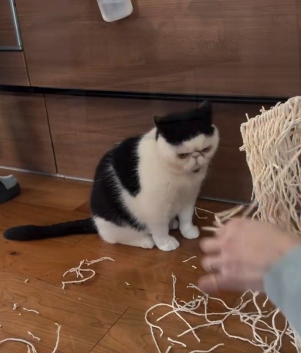 藁のような紐の束を見つめる猫