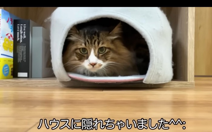 隠れる猫