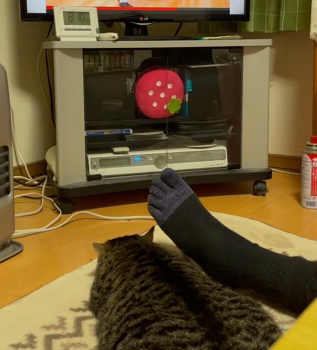 テレビを見る猫