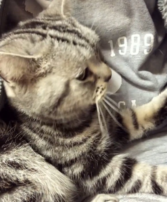 パパの胸に抱かれるアメリカンショートヘア