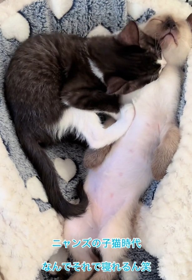 爆睡中のジェムくん