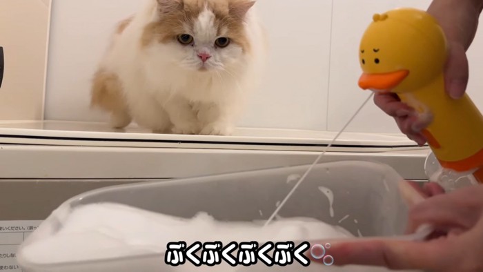 泡を見つめる猫