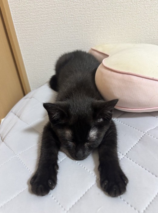 ベッドの上でうつ伏せになる子猫